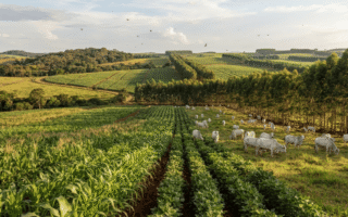 Integração Lavoura-Pecuária-Floresta (ILPF): Veja como funciona e quais barreiras travam sua implantação